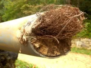 tree roots in pipes